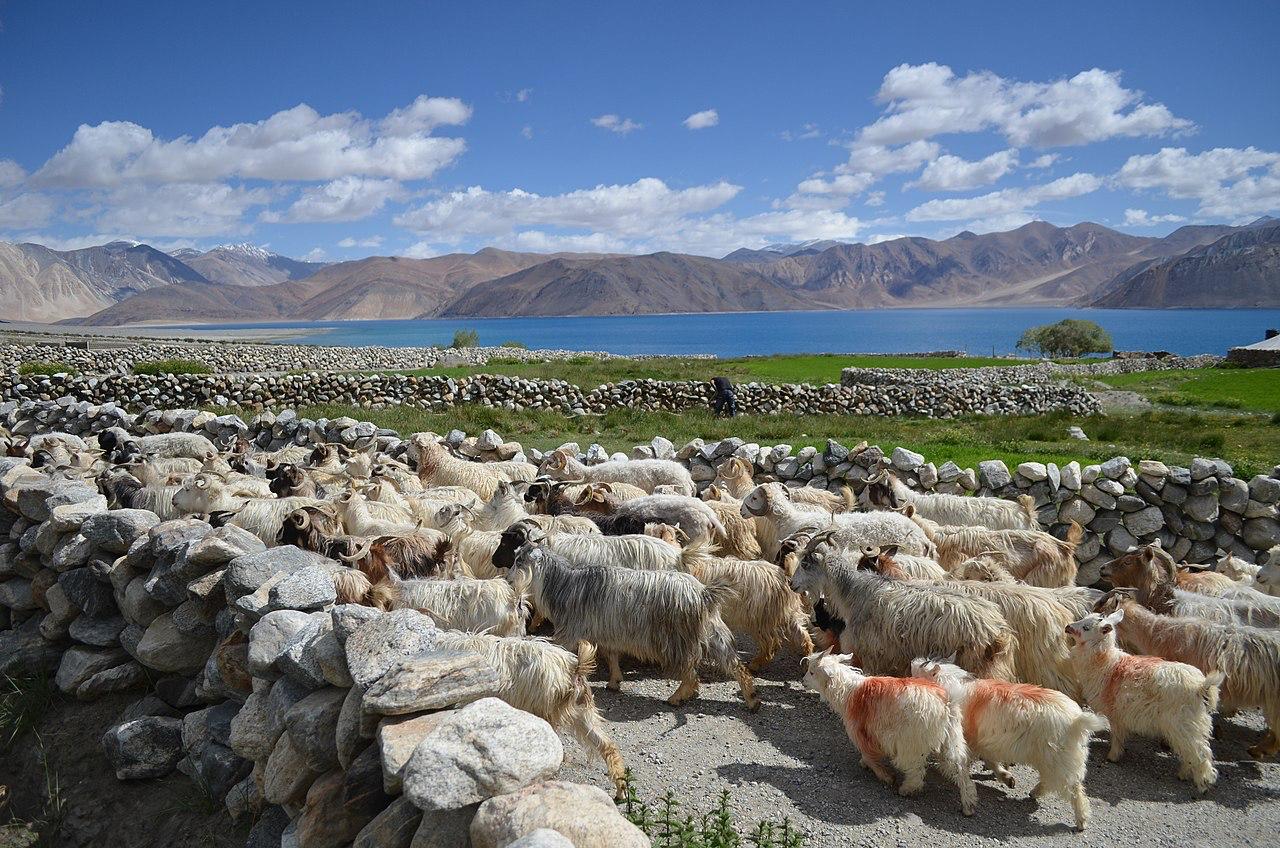 Goats gathered behind a stone wall near a Ladakh lake