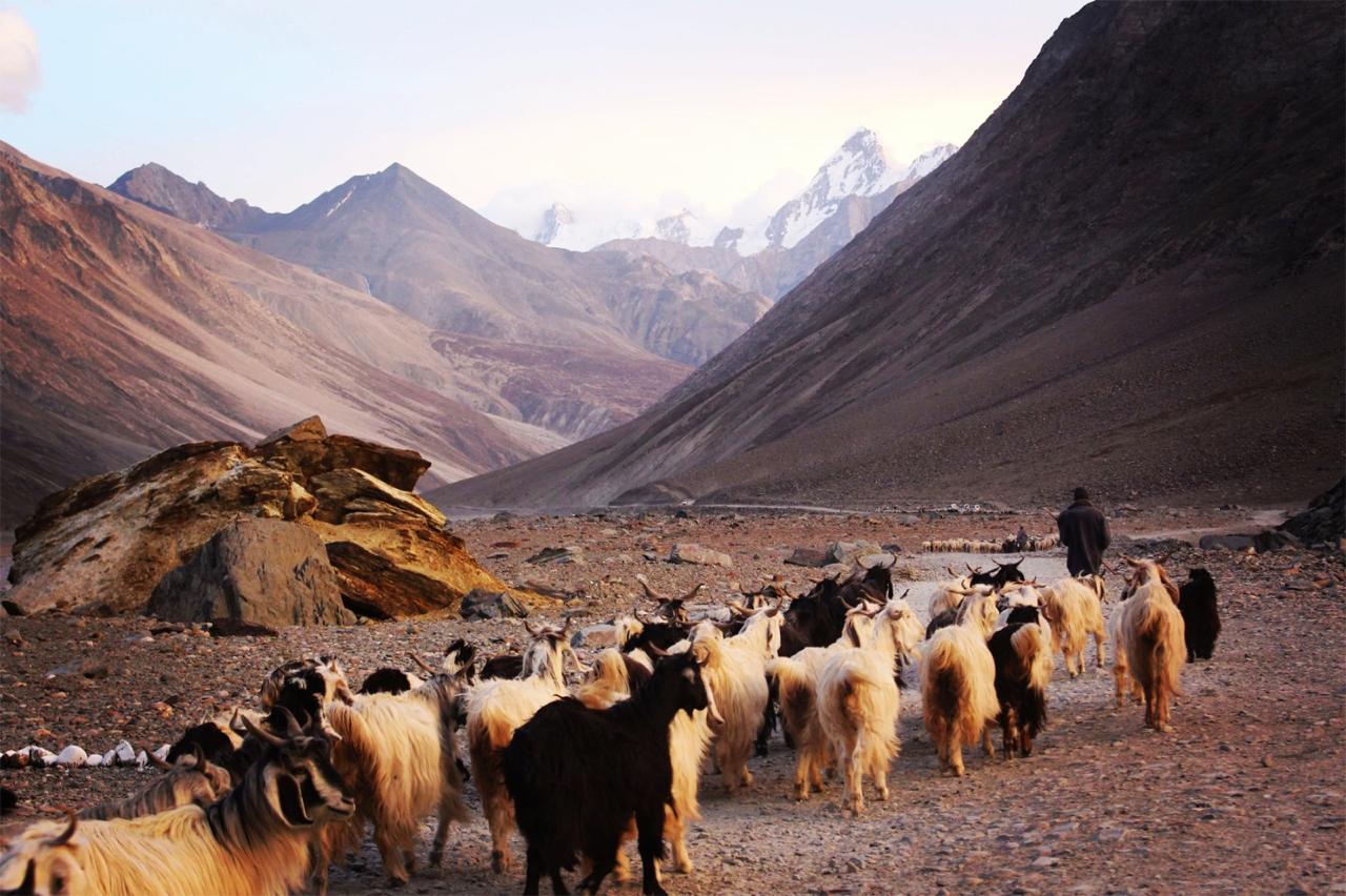 Changthangi goats grazing in the Ladakh valley